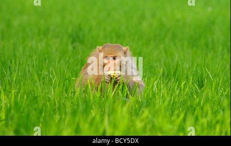 Ein Rhesus-Affen (Macaca Mulatta) genießt eine Banane in der indischen Landschaft. Stockfoto