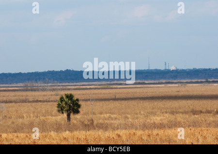 mit Blick auf den großen Alachua Savanne und ein einsamer Sabal-Palme, die Stadt von Gainesville in der Ferne ist Stockfoto