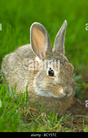 Junge osteuropäische Cottontail (Sylvilagus Floridanus) ruhen im Sommer Rasen, Aurora, Colorado USA. Stockfoto