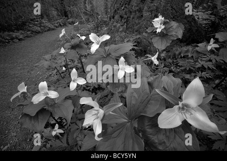 Close up Portrait of Western Trillium Trillium Ovatum und Tryon Creek State Park Oregon trail Stockfoto