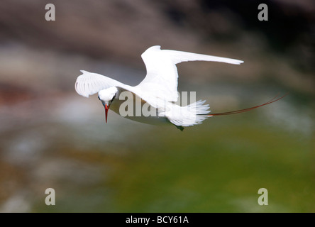 Red tailed Tropic Vogel im Flug Kilauea Point National Wildlife Refuge Kauai Hawaii Stockfoto