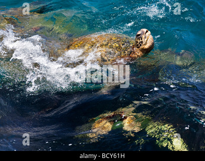 Grüne Meeresschildkröten Chelonia Mydas Kauai Coast Hawaii Stockfoto