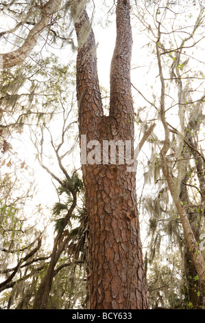 Paynes Prairie Preserve State Park, Micanopy, Florida Stockfoto