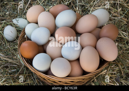 Hühnereier in Korb, natürlichen Farben. Stockfoto