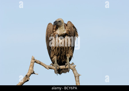 Stock Foto von einem Weißrückenspecht Geier thront auf einem Bein, Tansania, 2009. Stockfoto