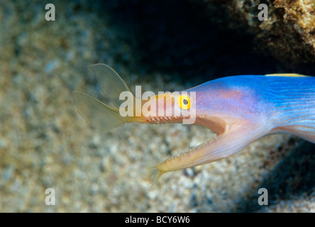 Multifunktionsleiste Aal (Rhinomuraena Quaesita) in einer aggressiven Haltung, Similan Islands, Andamanensee, Thailand, Asien, Indischer Ozean Stockfoto