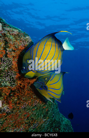 Blau-Ring Kaiserfisch (Pomacanthus Annularis) ernähren sich von roten Pilze, Similan Islands, Andamanensee, Thailand, Asien, Indischer Ozean Stockfoto