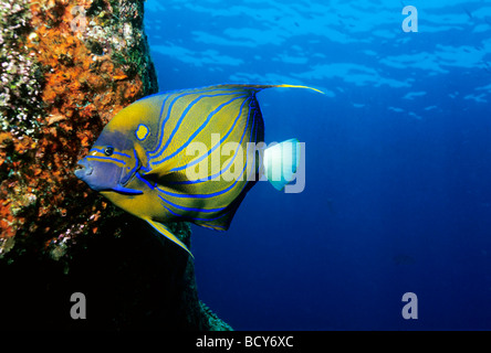 Blau-Ring Kaiserfisch (Pomacanthus Annularis) ernähren sich von roten Pilze, Similan Islands, Andamanensee, Thailand, Asien, Indischer Ozean Stockfoto