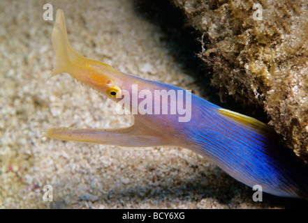 Multifunktionsleiste Aal (Rhinomuraena Quaesita) in einer aggressiven Haltung, Similan Islands, Andamanensee, Thailand, Asien, Indischer Ozean Stockfoto