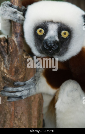 Coquerel Sifaka (Lemur) in Ankarafantsika Nationalpark Madagaskar Stockfoto