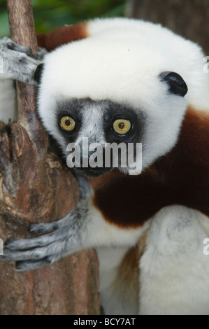 Coquerel Sifaka (Lemur) in Ankarafantsika Nationalpark Madagaskar Stockfoto