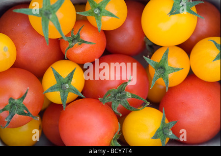 Rot und gelb Strauchtomaten Stockfoto