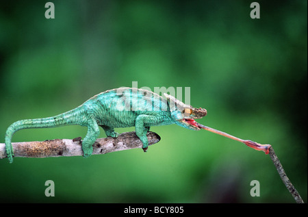 Parsons Chamäleon (Calumma Parsonii). Zunge auffallend ein Insekt Stockfoto