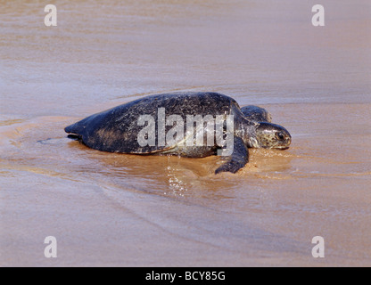 Chelonia Mydas agassisi Stockfoto