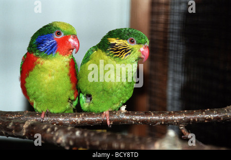 Charmosyna placentis Stockfoto