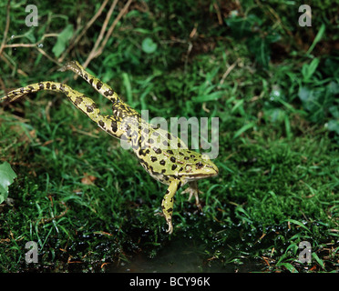 Europäischer Speisefrosch (Rana esculenta), Stockfoto