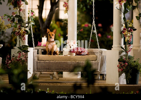 Beverly Hills Chihuahua Jahr: 2008 Regie: Raja Gosnell Stockfoto