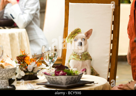 Beverly Hills Chihuahua Jahr: 2008 Regie: Raja Gosnell Stockfoto