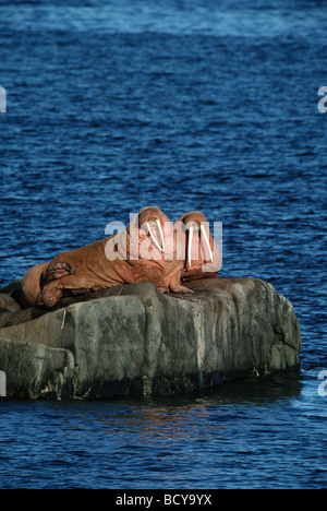 Odobenus Rosmarus / männliche Walross schleppen heraus auf flachen Felsen Stockfoto