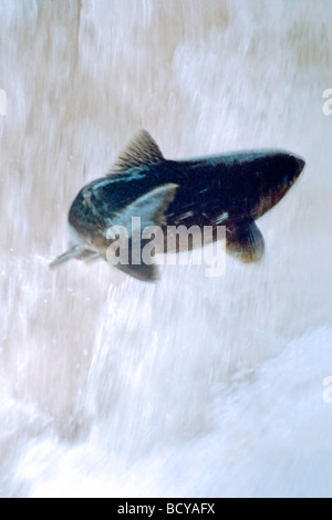 Lachs in der Luft aufspringend Wasserfall Stockfoto