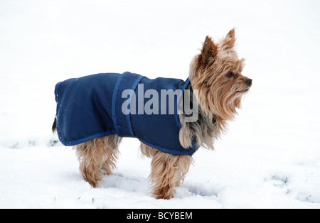 Yorkshire Terrier. Erwachsener, der einen Mantel im Schnee trägt Stockfoto