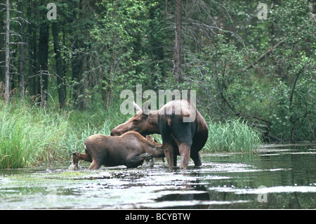 Europäischer Elch (Alces alces). Kuh, die ein Kalb im Wasser säugt. Schweden Stockfoto