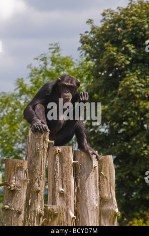 Einem einzigen Schimpansen Stockfoto