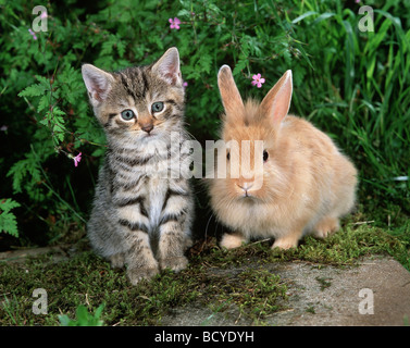 Hauskatze. Tabby ktten sitzt neben dem Löwenkopf-Kaninchen in einem Garten Stockfoto