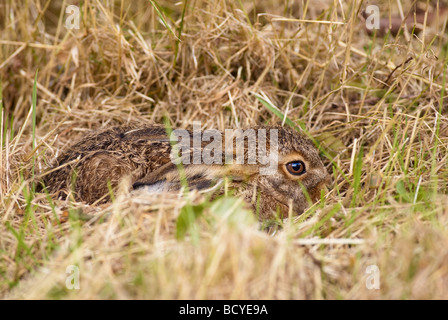 Braune Hare (Leveret) in seiner form Stockfoto