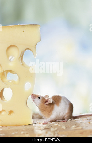 Fancy Maus neben einem Stück Käse. Studio Bild. Deutschland Stockfoto