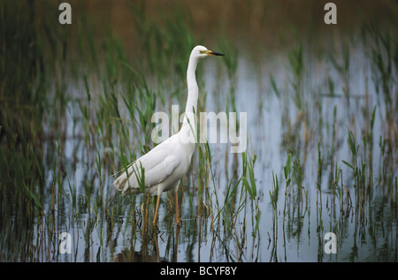 Casmerodius Albus / große Silberreiher Stockfoto