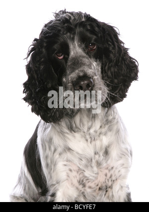Cocker Spaniel Hund - Porträt - Ausschneiden Stockfoto