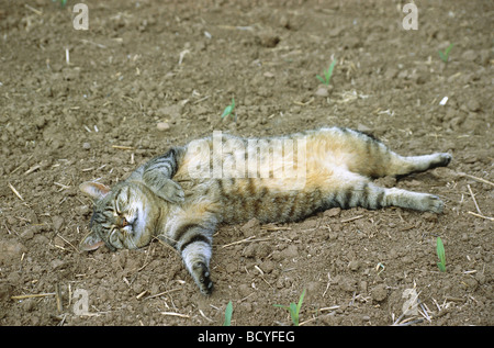 gestreifte Hauskatze schlafen auf Feld Stockfoto