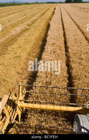 Weizen Ernte in Allier Auvergne Frankreich Stockfoto