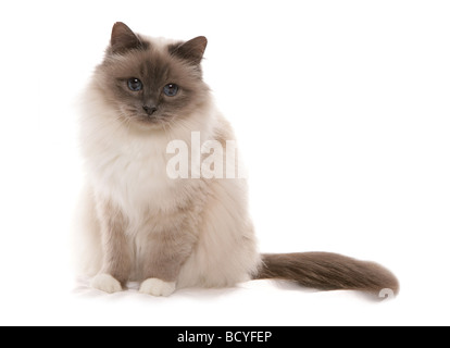 Heiligen Katze von Birma - sitzt - Ausschneiden Stockfoto