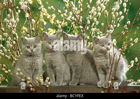 Chartreux Katze. Vier Kätzchen sitzen zwischen blühenden Weidenzweigen Stockfoto