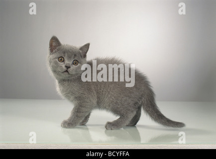 Chartreux Katze. Kätzchen stehend. Studiobild vor grauem Hintergrund Stockfoto