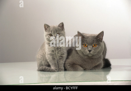 Chartreux Katze. Mutter mit Kätzchen auf einer Glasplatte. Deutschland Stockfoto