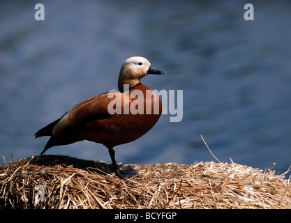 Casarca Ferruginea / rötliche Brandgans Stockfoto