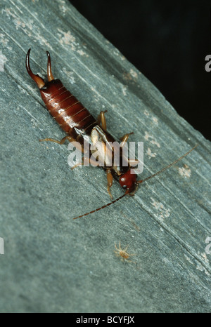 Gewöhnlicher Ohrmusch (Forficula auricularia) auf einem Blatt Stockfoto