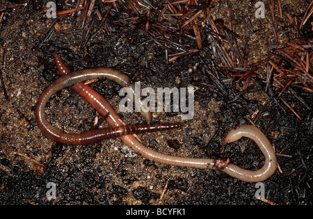 zwei Regenwürmer / Lumbricus Terrestris Stockfoto