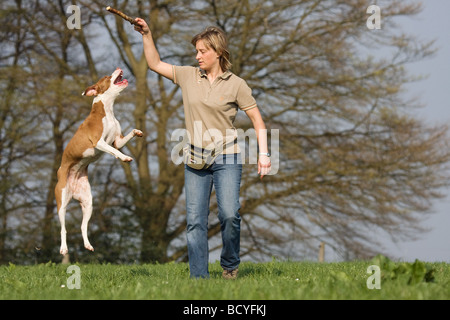 Frau spielt mit einem halben Rasse Hund (Podenco-Pointer) Stockfoto