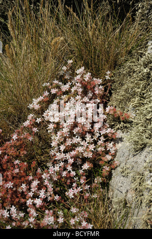 Englische Fetthenne, Sedum Anglicum, Wildblumen, Solway Küste in der Nähe von Balcary Bay, Dumfries & Galloway, Schottland Stockfoto