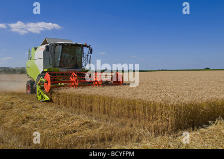 Weizen Ernte in Allier Auvergne Frankreich Stockfoto