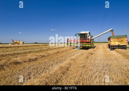 Weizen Ernte in Allier Auvergne Frankreich Stockfoto