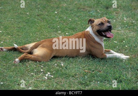 roten Staffordshire Bullterrier Gras mit Beinen liegend ausgestreckt Stockfoto