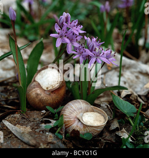 Roman Snail / Schnecken / Helix Pomatia Stockfoto