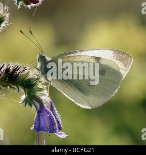 kleine weiße / Kohl Schmetterling / Pieris Rapae / Artogeia Rapae Stockfoto