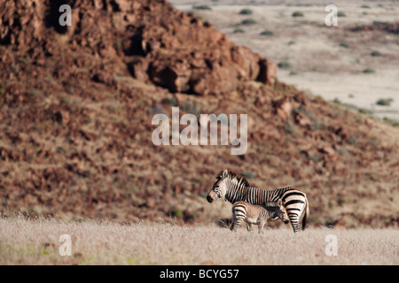 Hartmanns Bergzebra Equus Zebra Hartmannae mit Fohlen Kunene Region Namibia Afrika Stockfoto