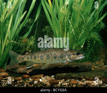 Salmo Trutta Fario / brown Fluss Bachforelle Stockfoto
